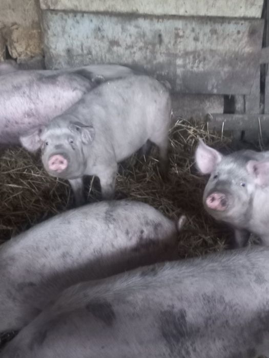 Продавам нерез и прасета