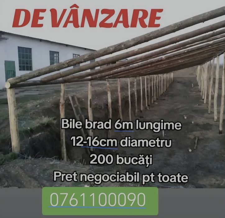 Lemn salcami uscati bile brad popi pari drepti pretabil si constructie