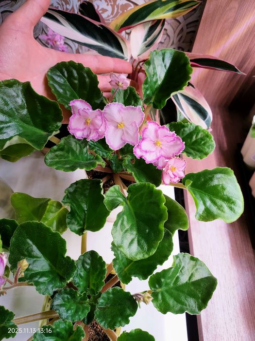 Сортовые фиалки сенполии