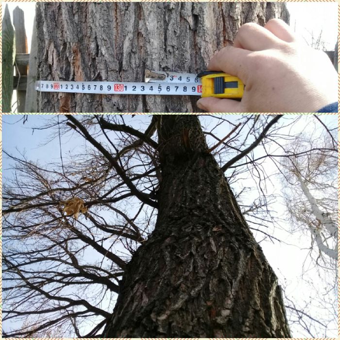 3 Дуба. продам вместе.