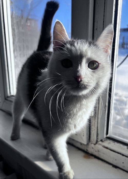 кошечка нуждается в хозяевах