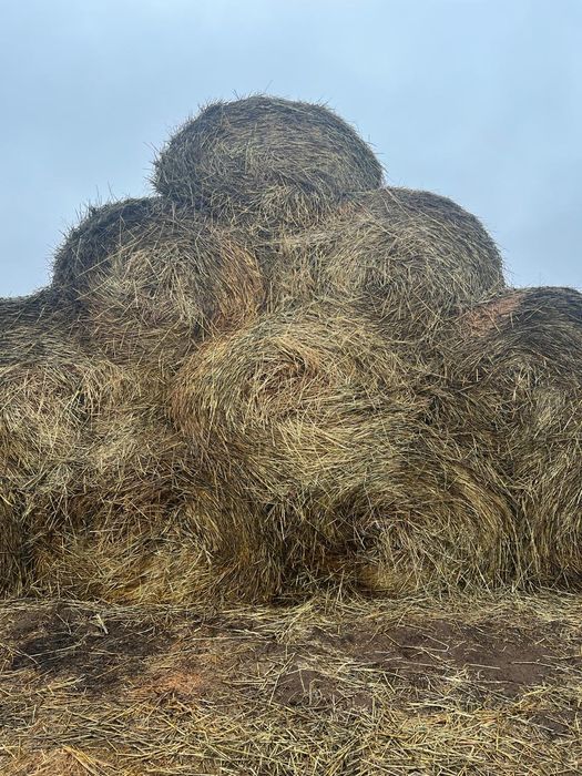 Сено  в мешках пр.Назарбаева !