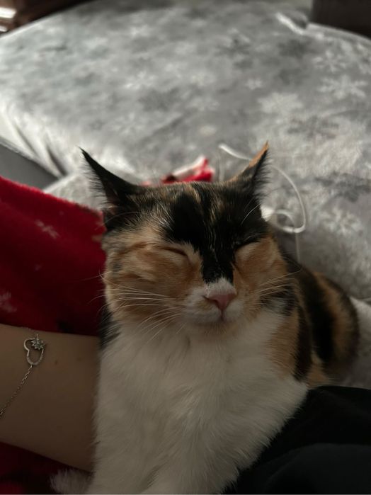 Подарява се коте