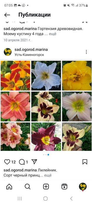 Продам цветы многолетние.