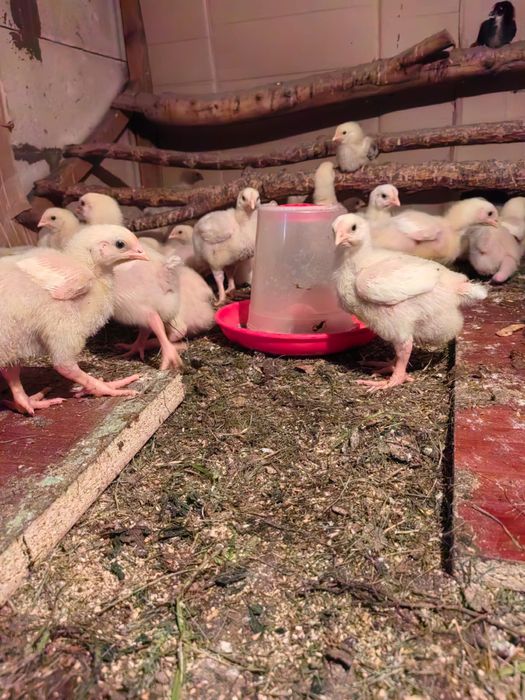 Бройлер ; 12кун; 1000 тенге