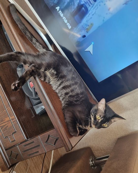 Продам ТВ-тумбу без торга.