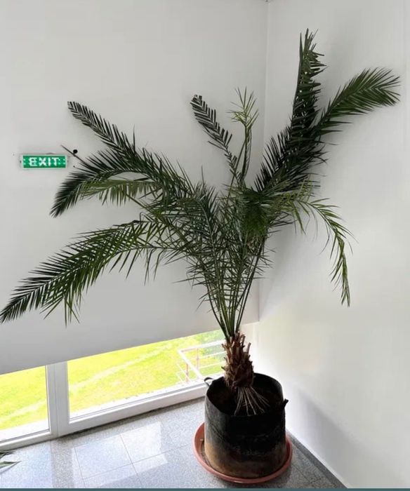 Palmier curmal 260 cm urias Phoenix canariensis
