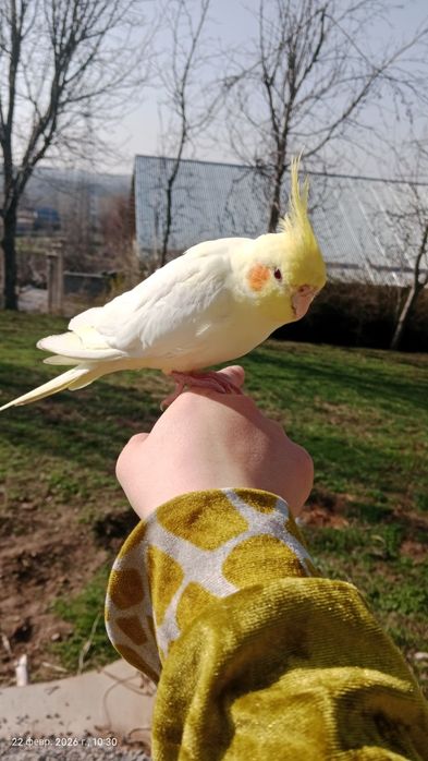 Корелла поющий продаетса