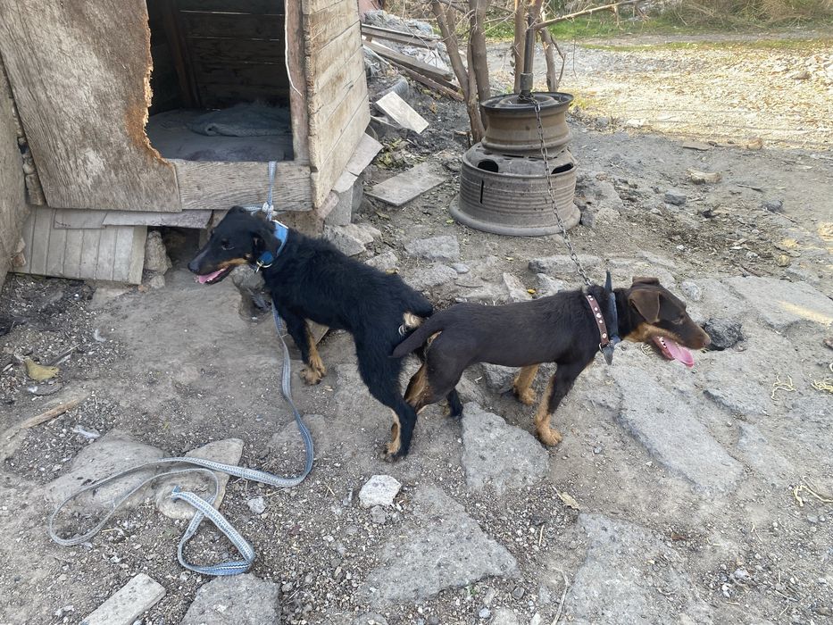 Ягдтерьер щенок