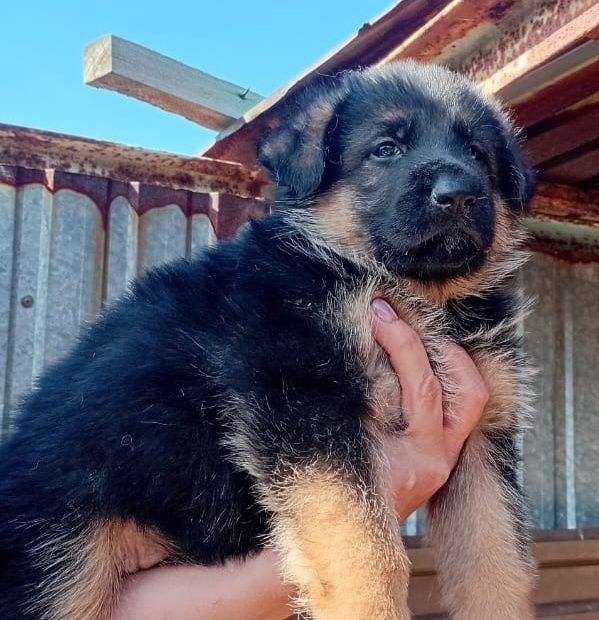 Немецкая овчарка (девочки)