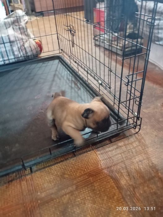 Французский  бульдог  щенки