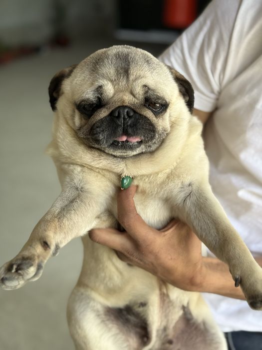 мопс сотилади келишамиз