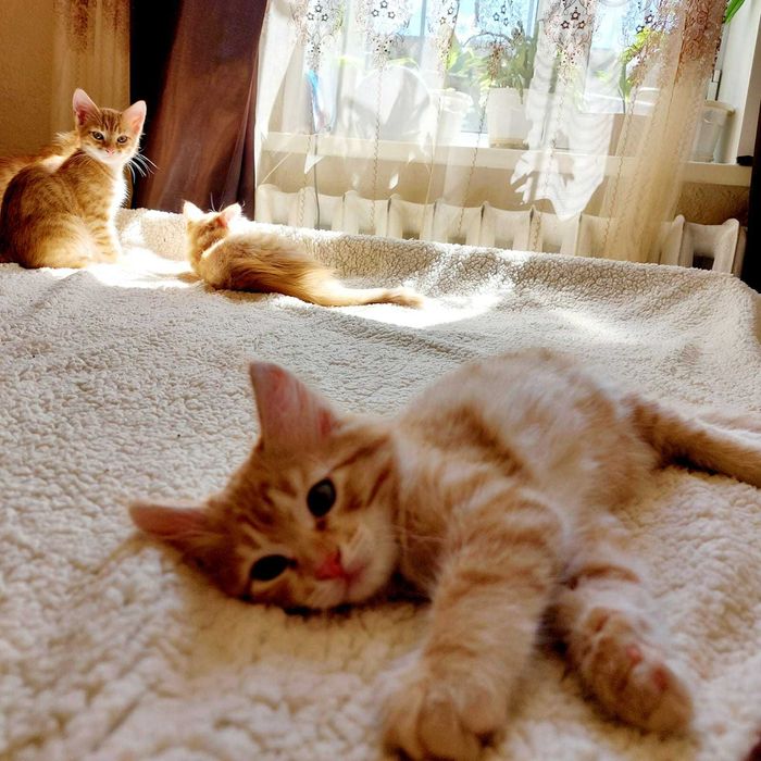 Котята рыженькие