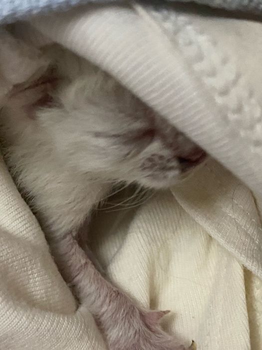 ищем кормящую кошку