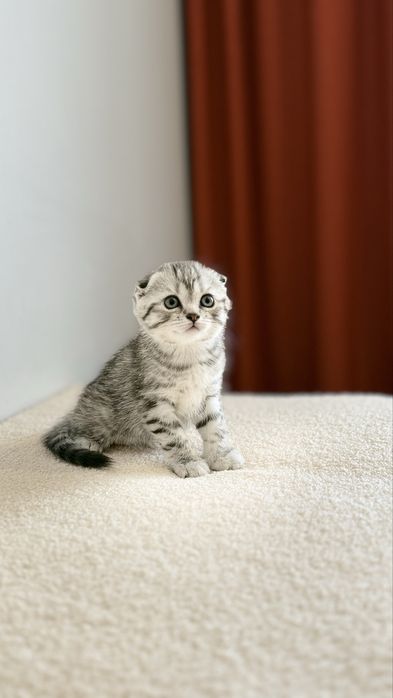 Продам шотландских котят