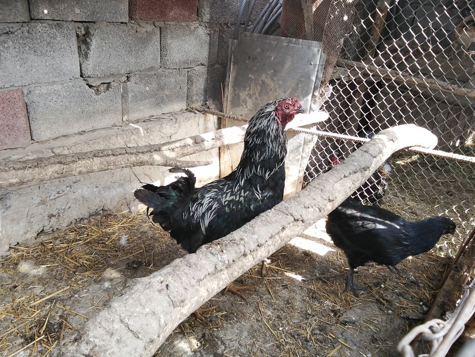 Келісеміз сөлесеміз