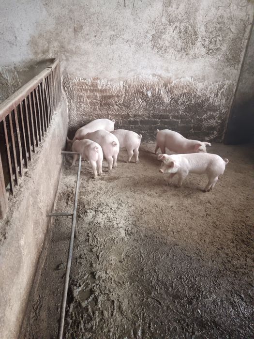 Продавам малки прасета