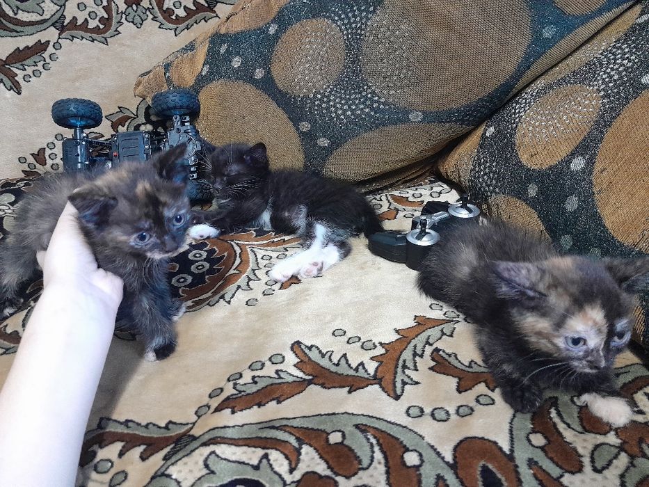 Срочно Котята отдам