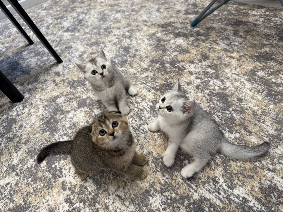 Котята серебристой шиншиллы скотиш страйт