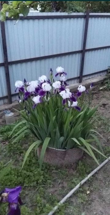 Продаю саженцы ирисов