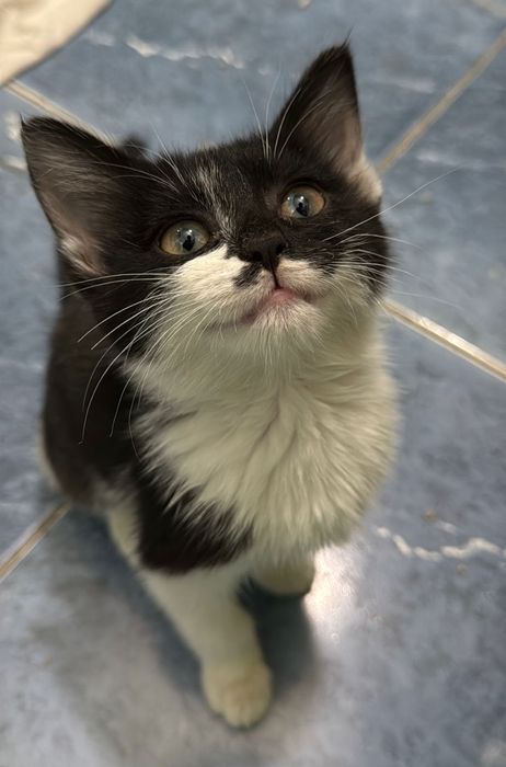 Котята 2 месяца.