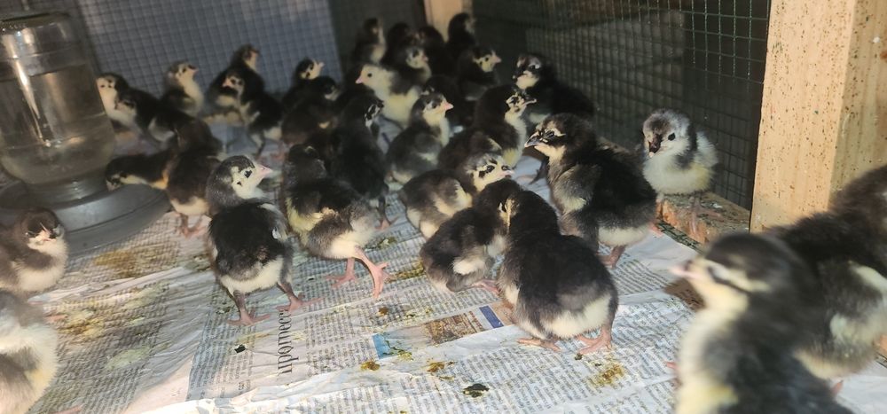 1 HAFTALIK QORA SHAXZODA zotini JO‘JALARI sotiladi Кора Шахзода цыпята