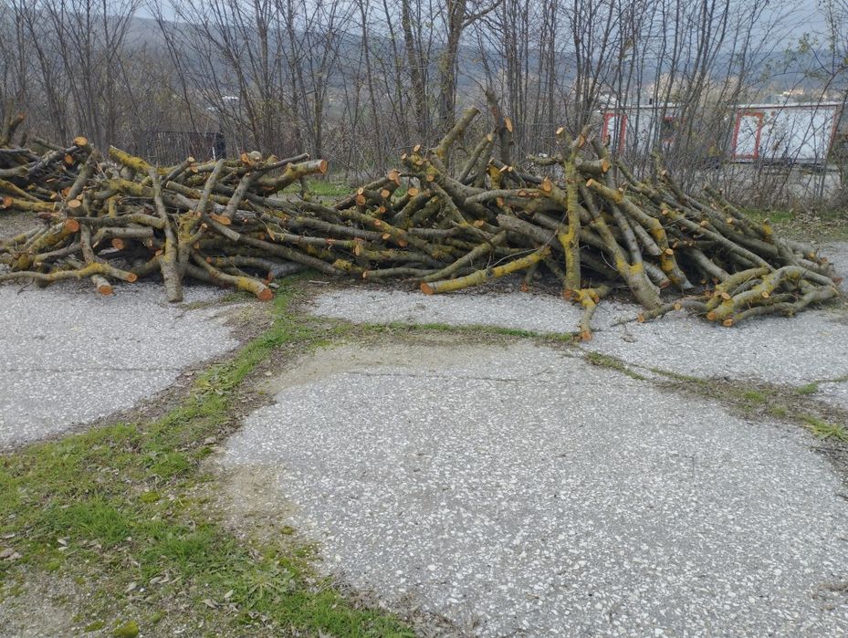 Дърва от развалена сливова градина