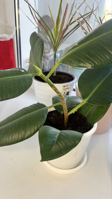 Фикусы продается