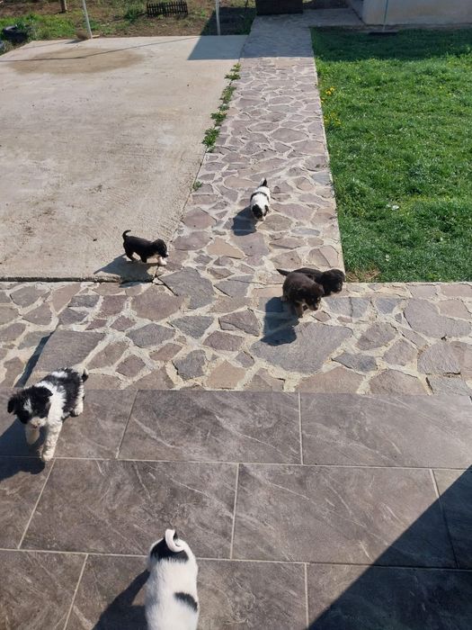 Donez cățeluși de 6 saptamani