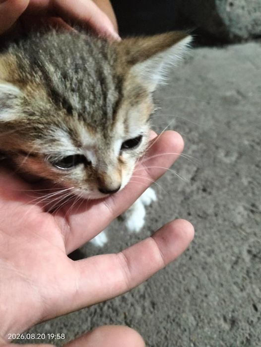 Котята в хорошие руки