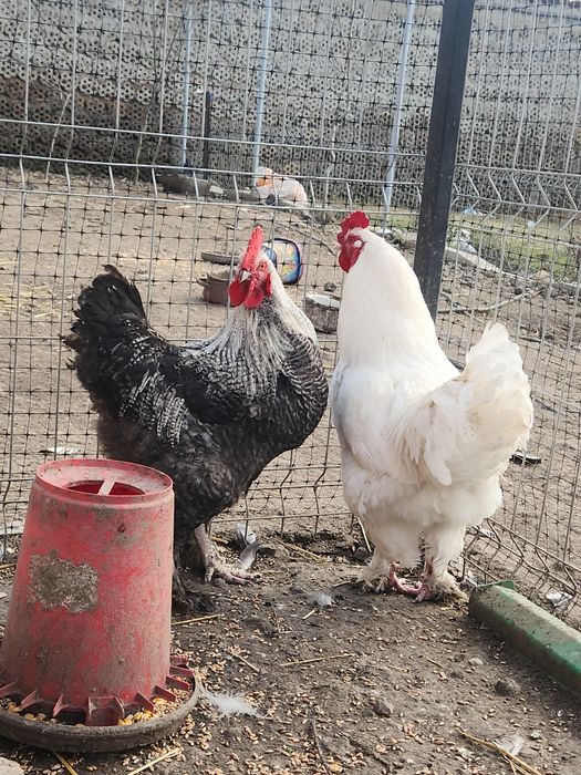 Vând oua incubat gaini incaltate/cocoși încălțați si matase japoneza