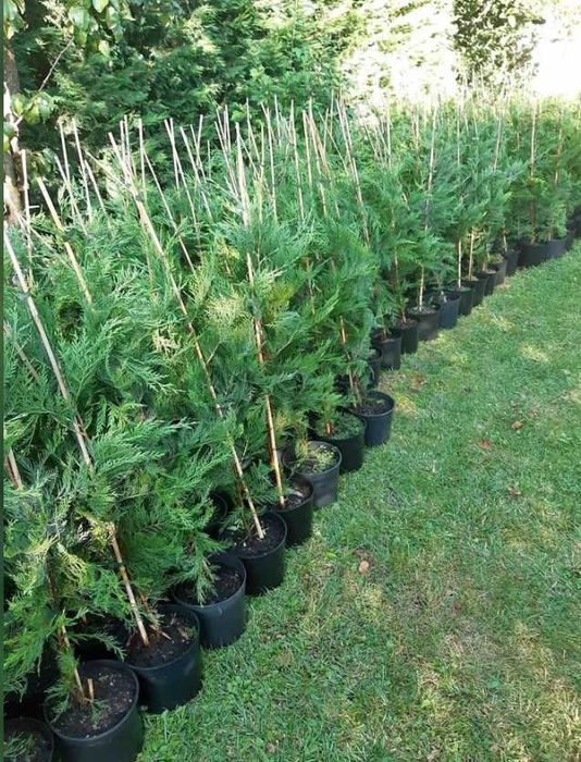 Leylandii Plante Ornamentale