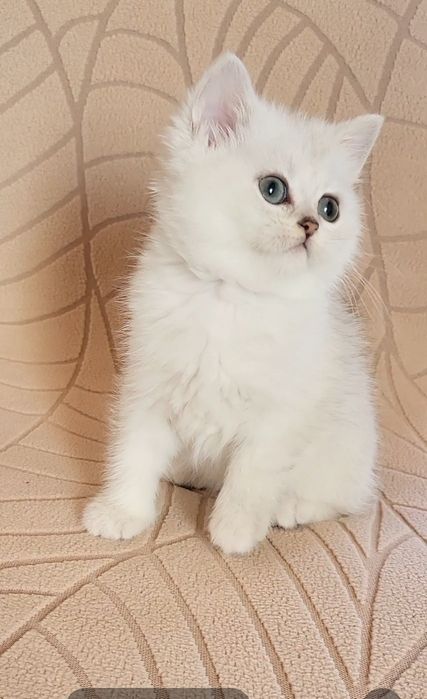 British shorthair
