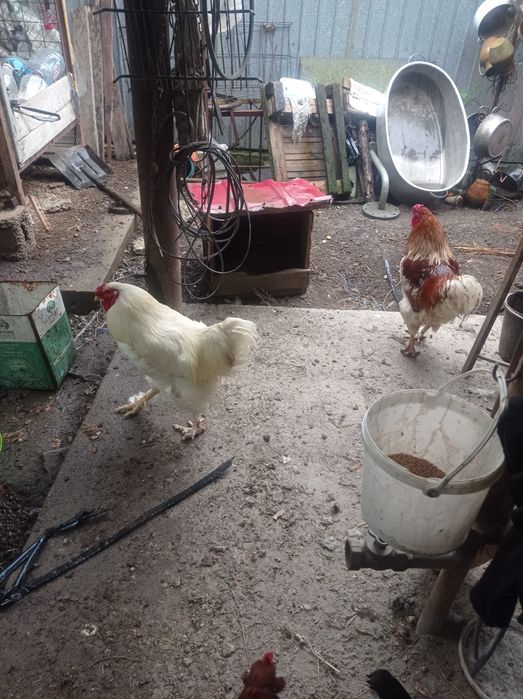 Vând cocoși crescuți la țară