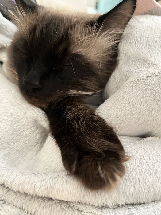 Отдам кота в добрые руки