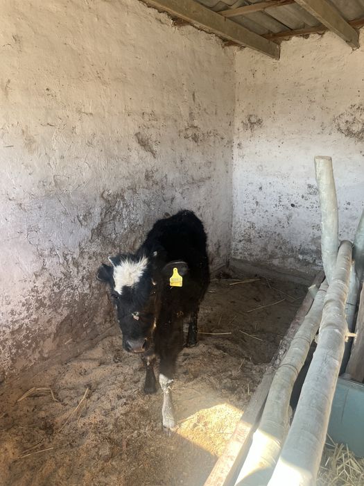 Баспақ екеуі бірге сатылады.