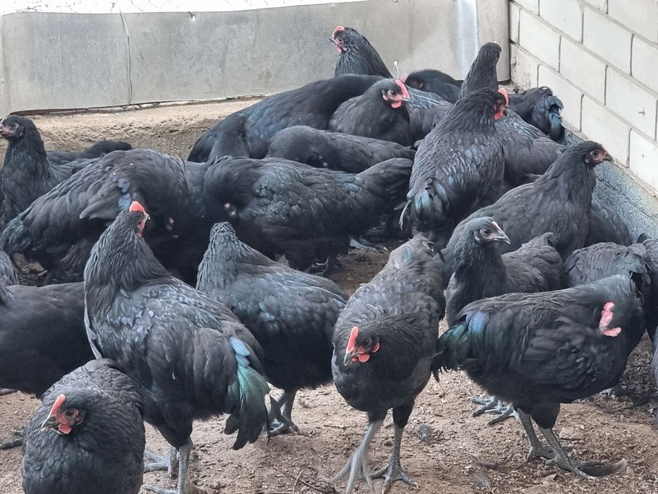 Австролоп чёрные куры