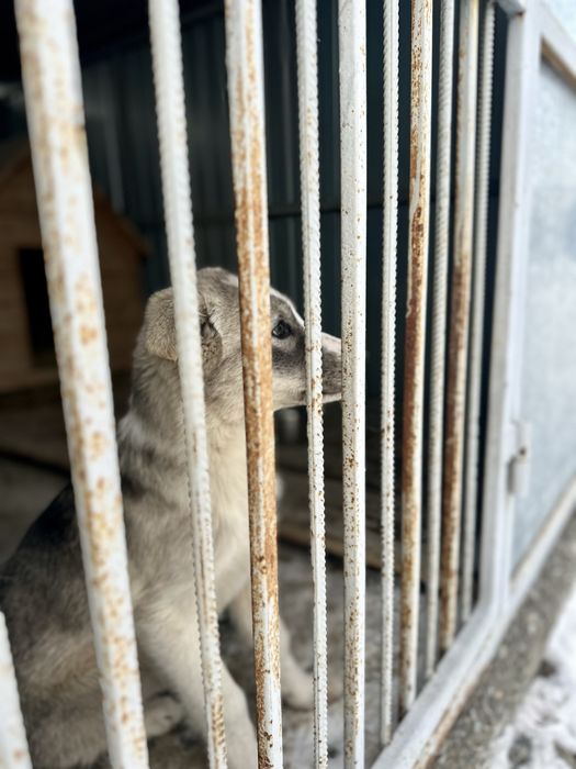 Отдам щенка, девочку