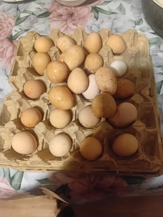 Продам Яйца для инкубатора