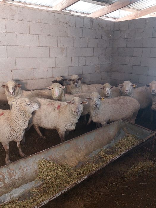 Саулық Койлар сатам Мериностар