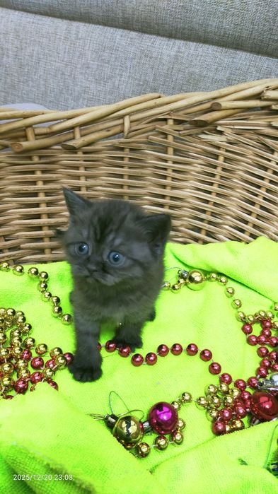 Продам шатланских котят