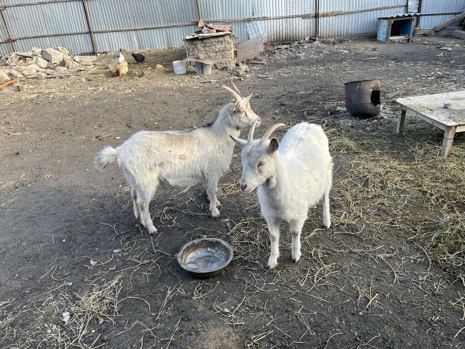 Заен ешкі сатылымда