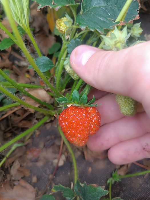 Дача ПК горняк  .