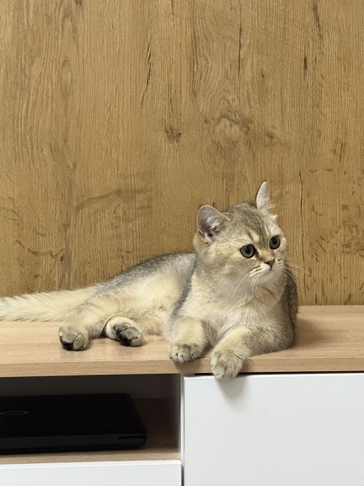 шиншиллы (мальчик, 4 месяца, документы)