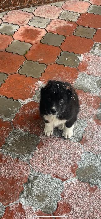 Алабай сао тобет еркек