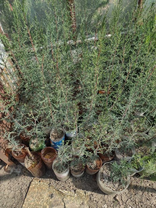 Дърво кипарѝс (Cupressus sempervirens)