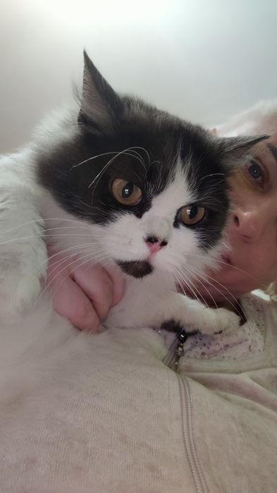 Милая кошечка ищет любящие ручки!