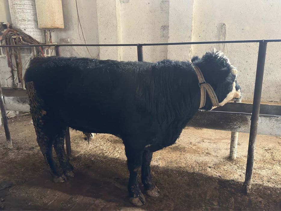 Mikimaus mol sotiladi