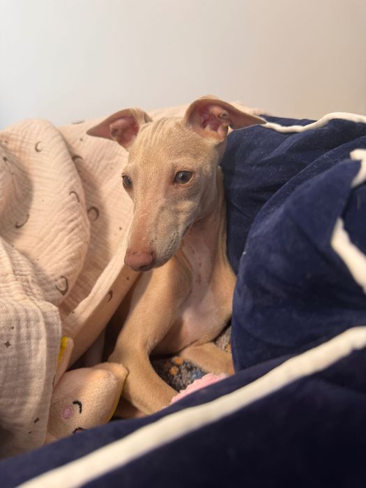 левретка Italian greyhound