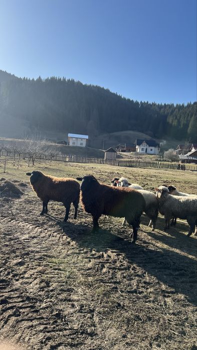 Berbeci de rasa metis intre